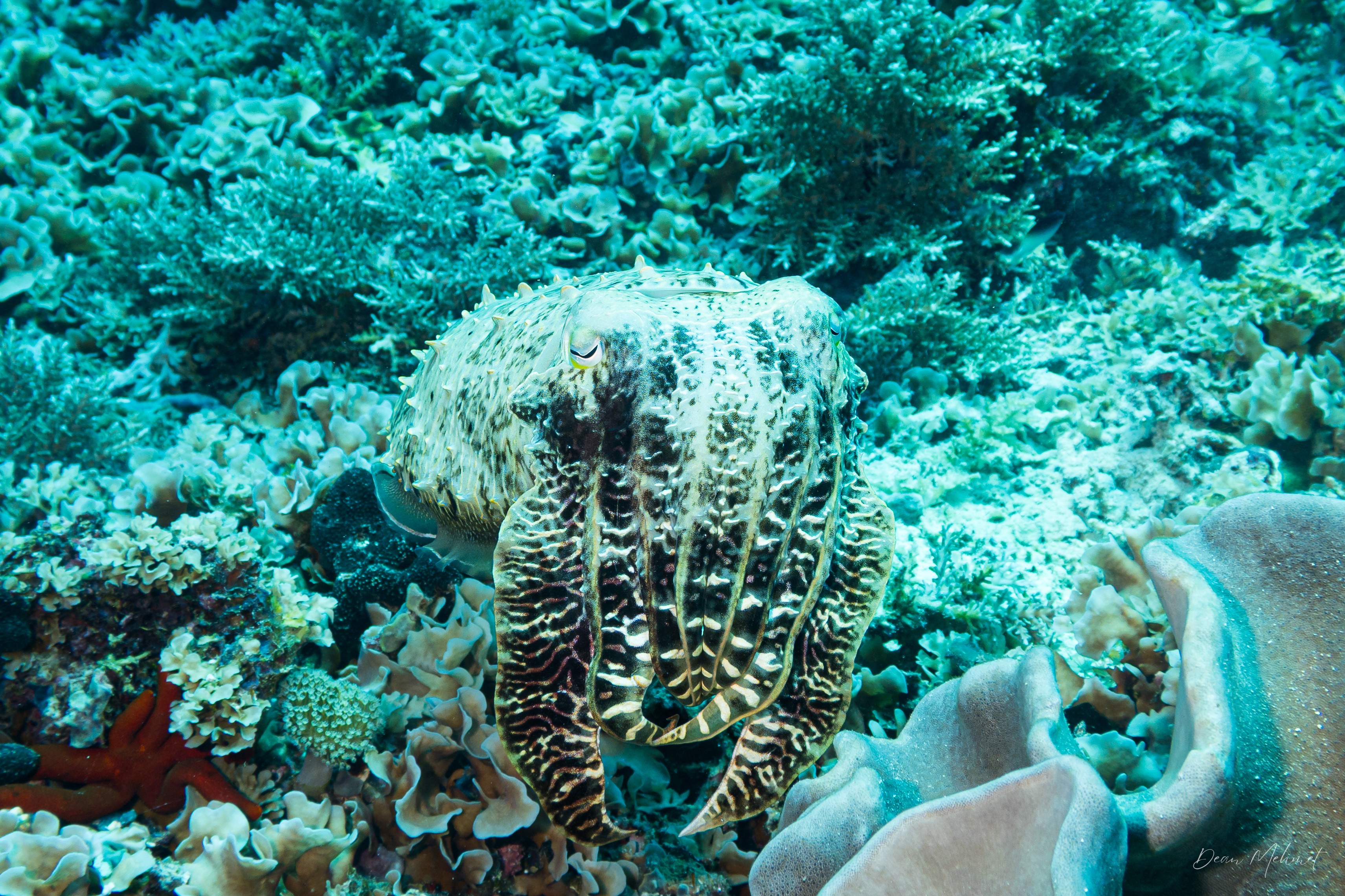 Broadclub Cuttlefish