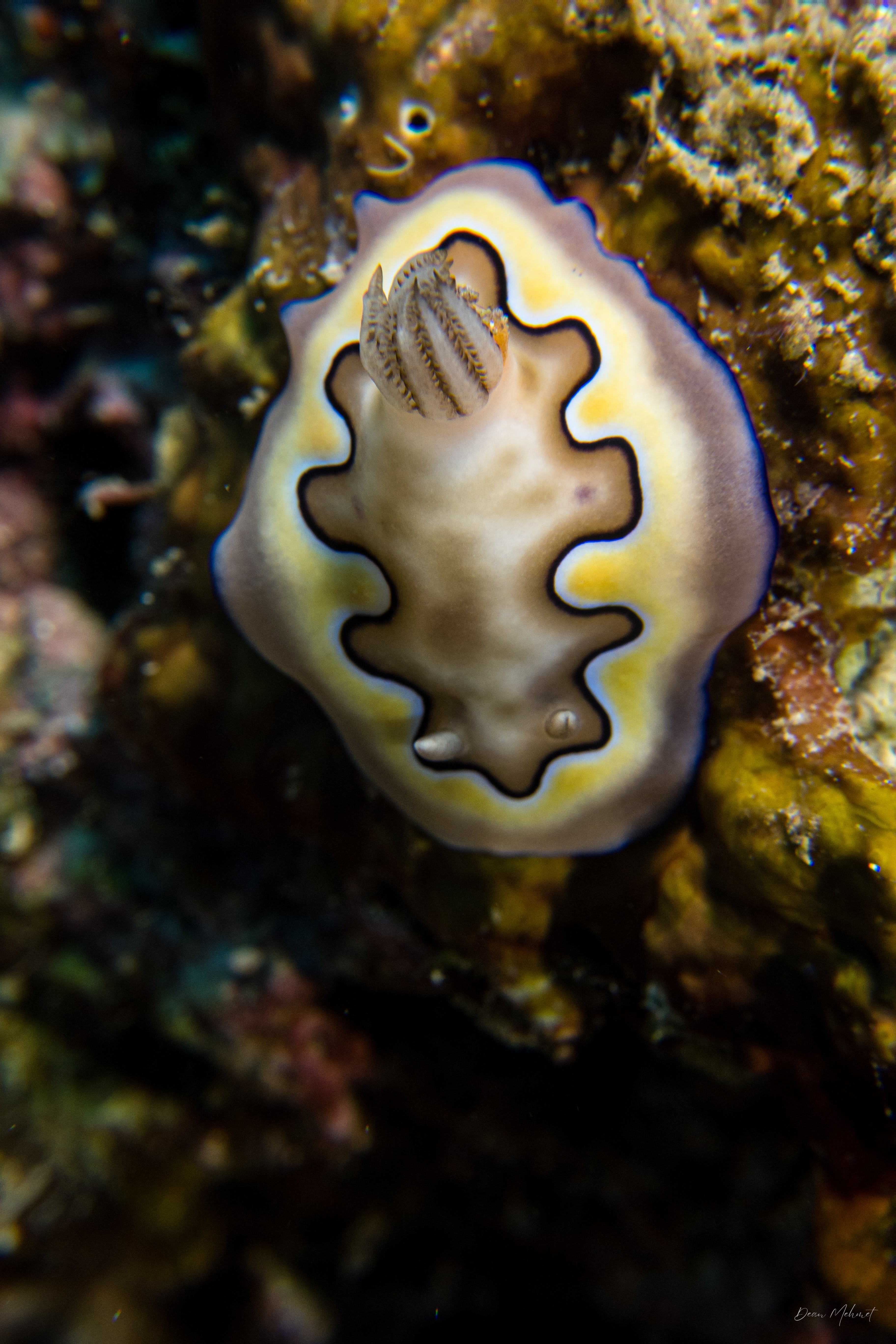 Coi's Goniobranchus