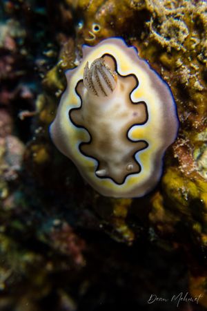 Coi's Goniobranchus