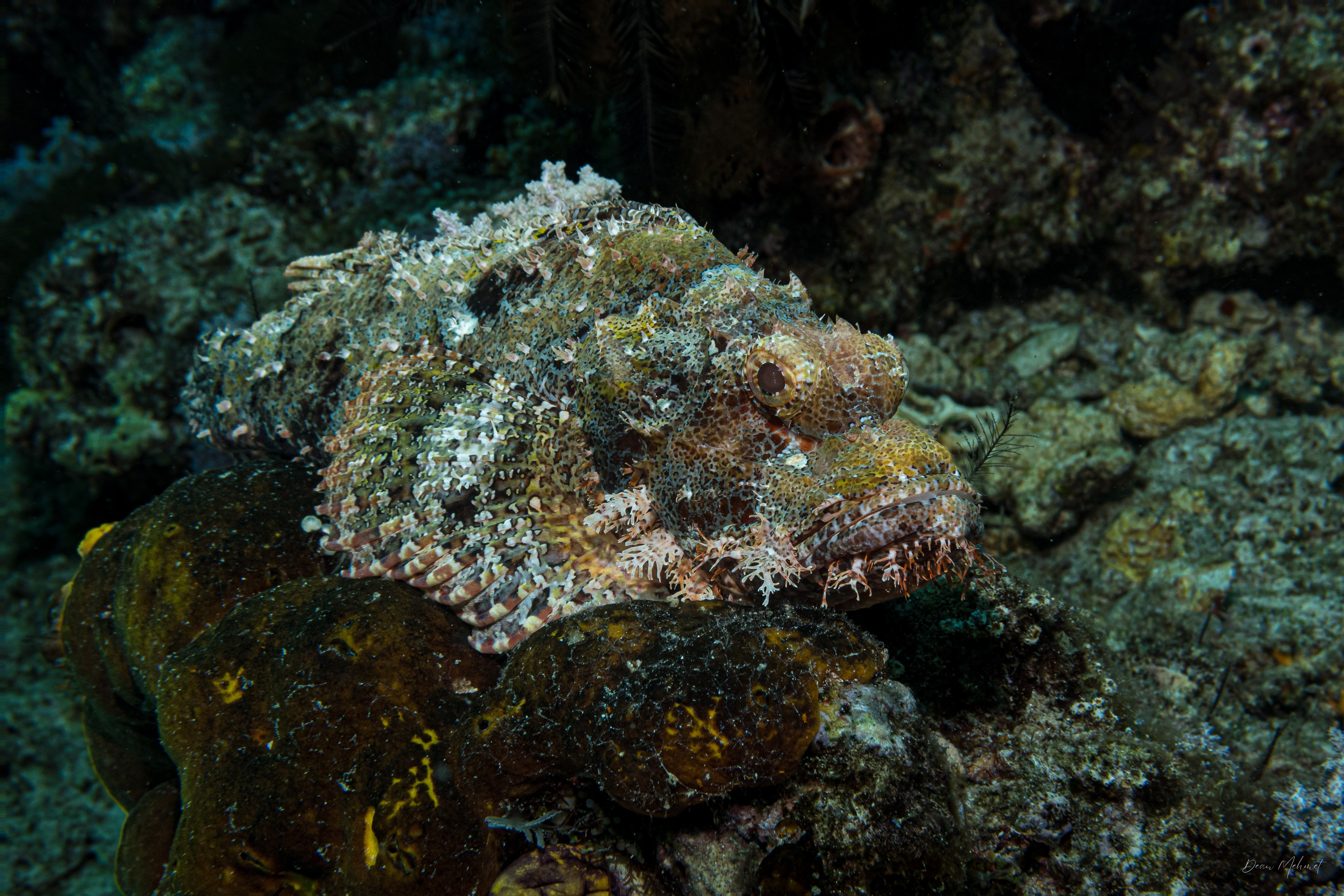 Smallscale Scorpionfish