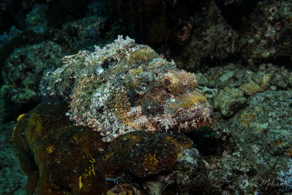 Smallscale Scorpionfish