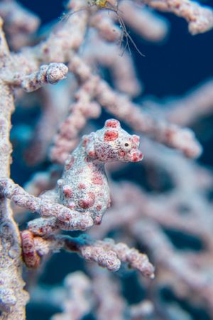 Pygmy Seahorse