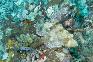 Smallscale Scorpionfish