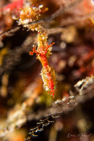 Sydney's Pygmy Pipehorse