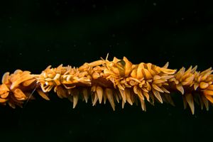 Zanzibar Whip Coral Shrimp