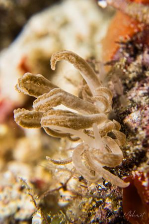 Phyllodesmium representative species