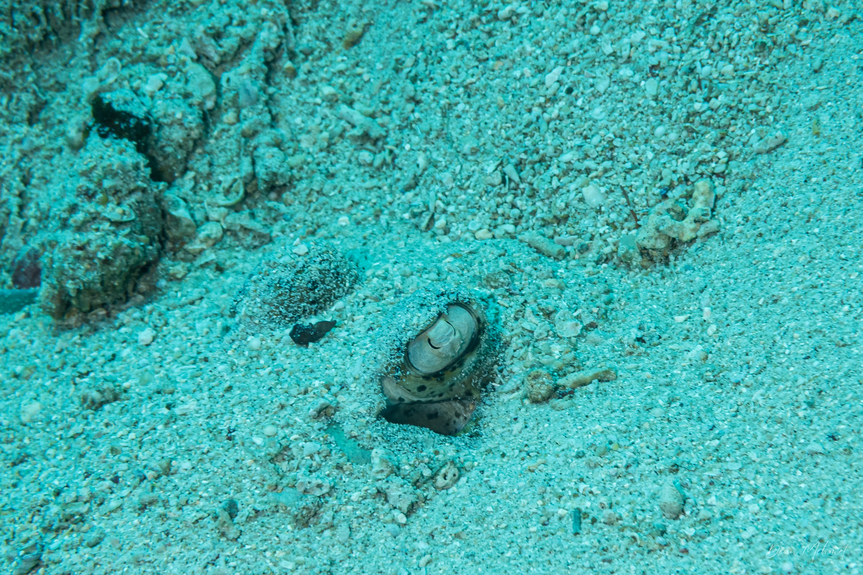 Bluespotted Maskray