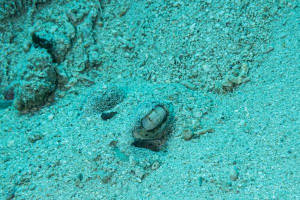 Bluespotted Maskray - Pemuteran - 4 October 2026 - Dive 2 - Bio-Wreck