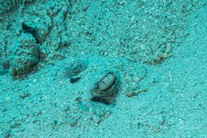 Bluespotted Maskray
