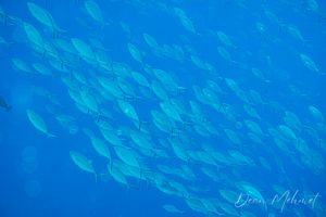 Jacks, Flounders, Barracudas, and Allies representative species