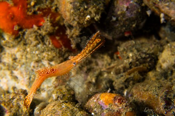 Donald Duck Shrimp