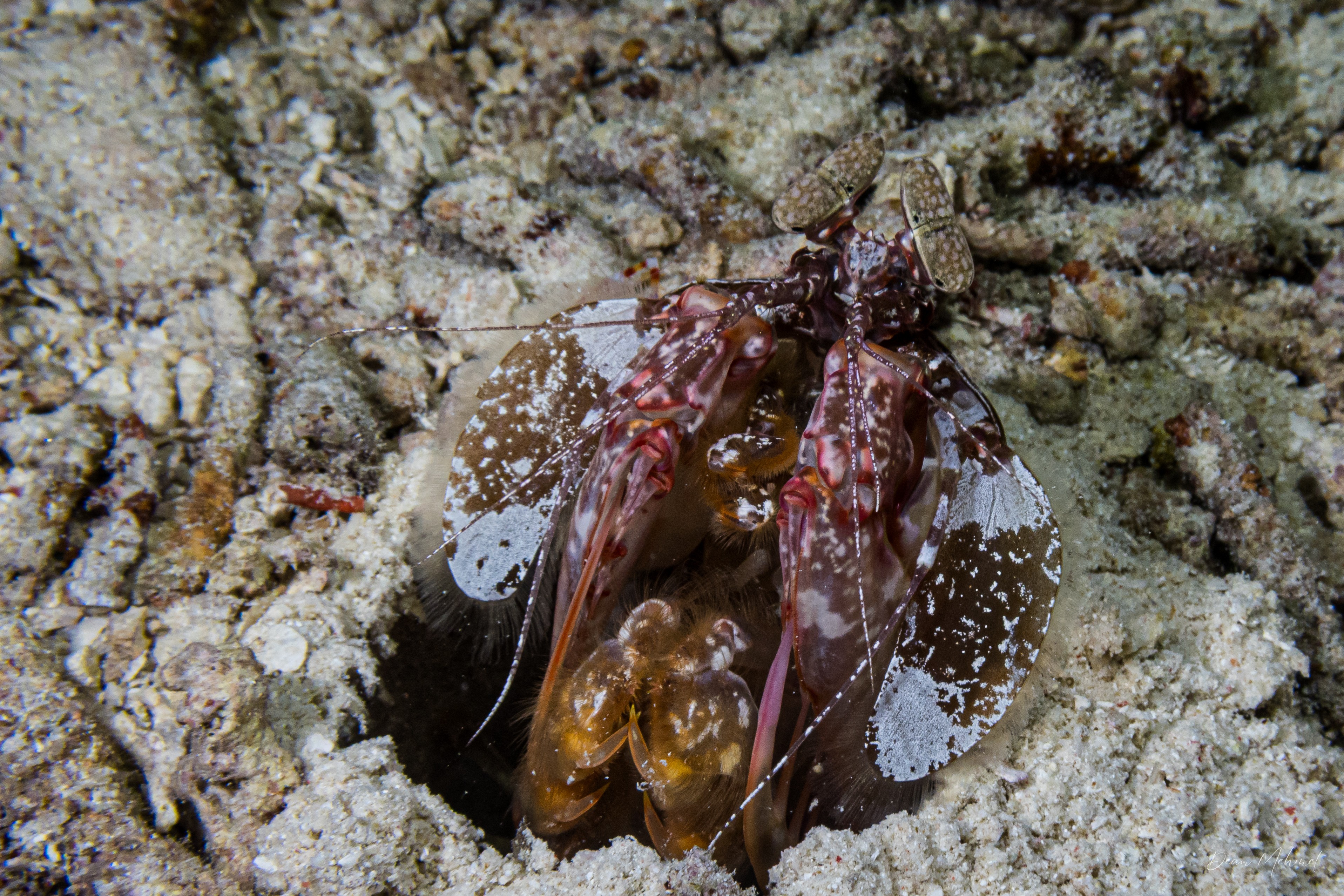 Lisa's Mantis Shrimp