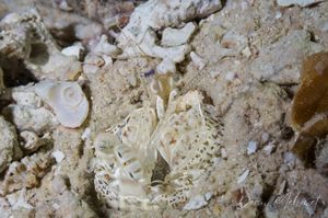 Reef Mantis Shrimp