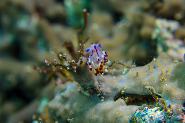 Purple Flabellina - Photo 1