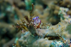 Purple Flabellina