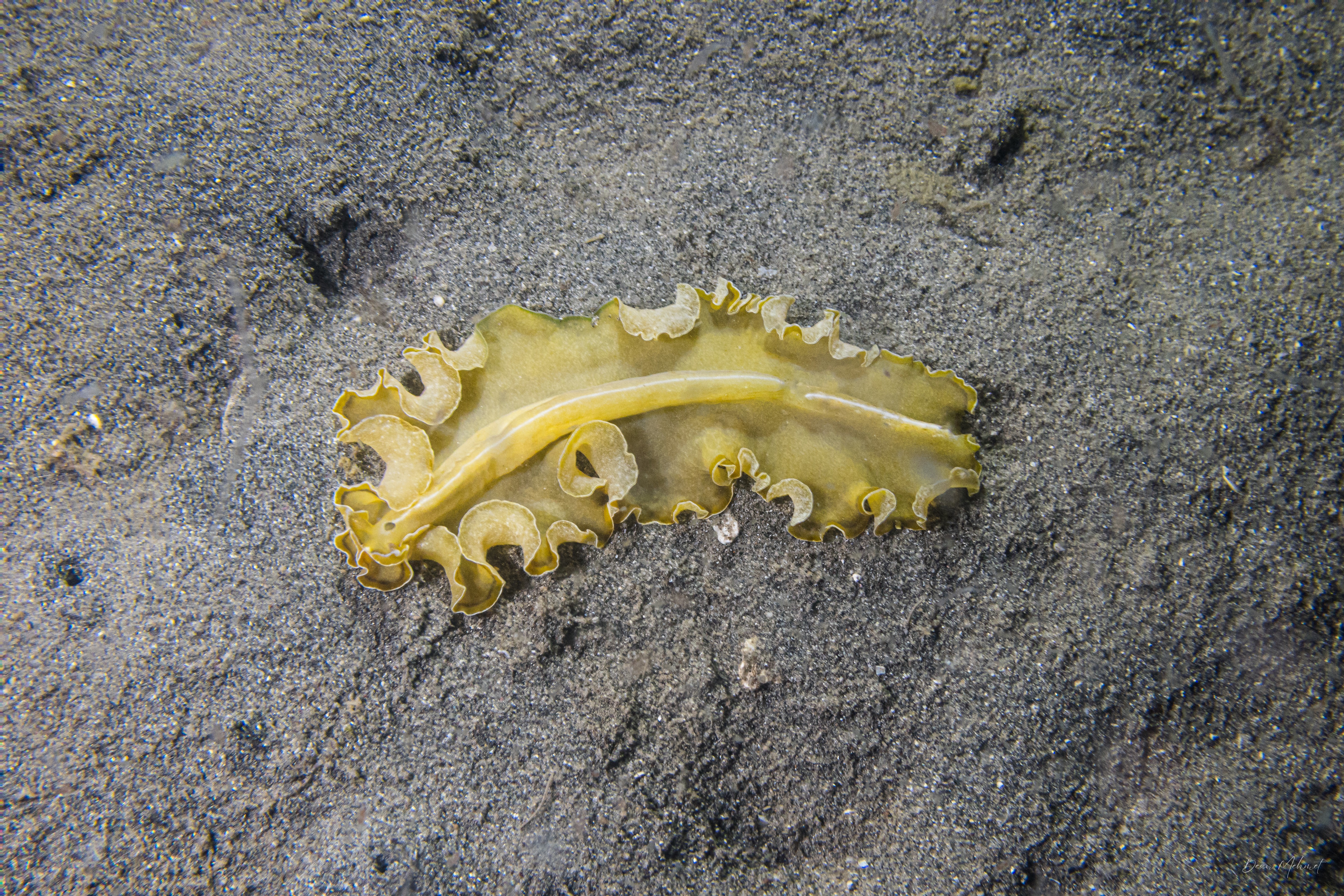 Flowers' Flatworm