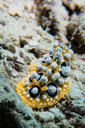 Ocellate Phyllidia