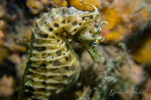 Bigbelly Seahorse