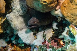 Yellowmargin Moray