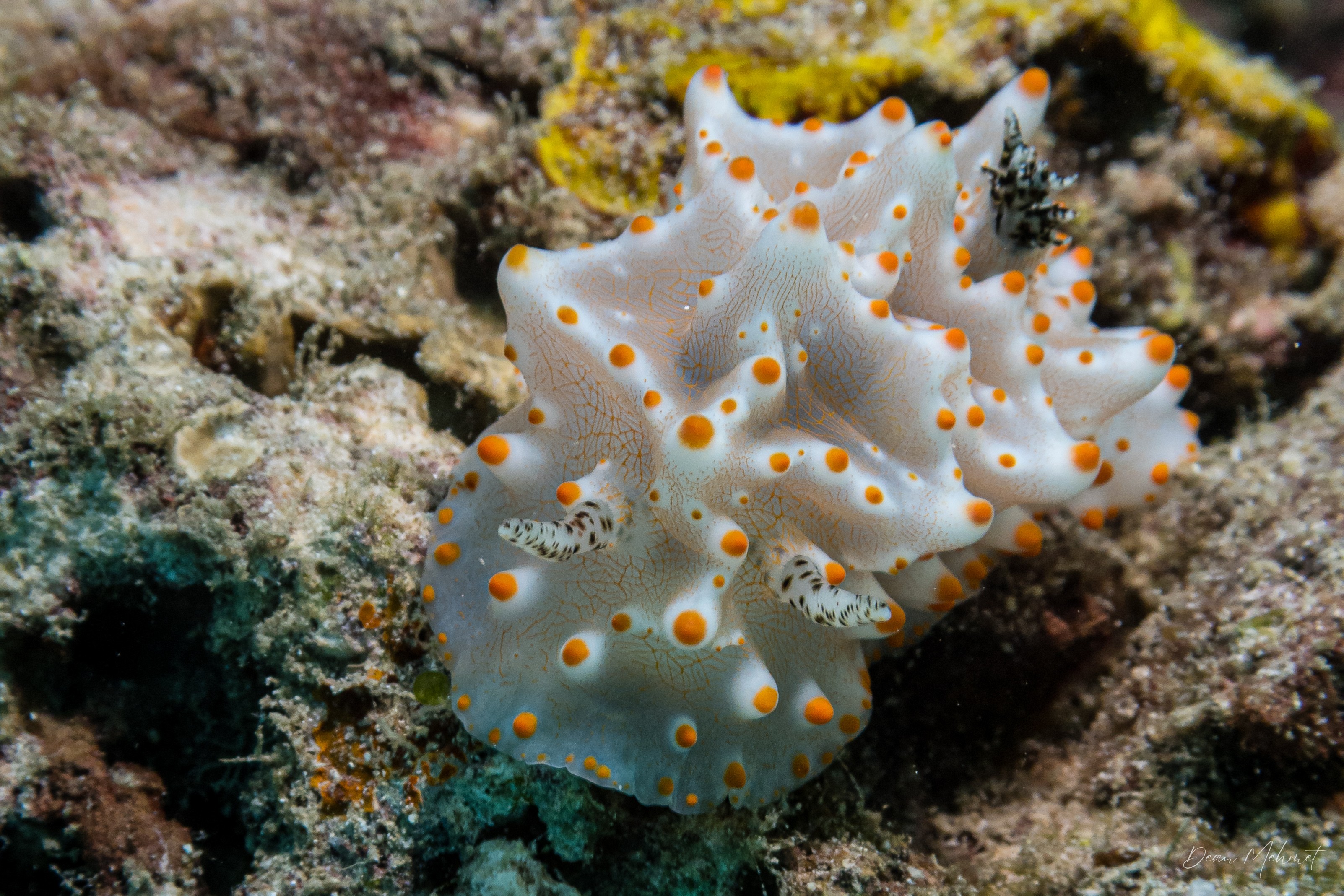 Batangas Halgerda