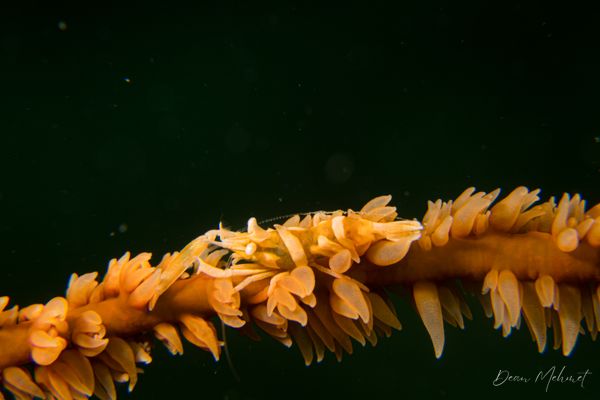 Zanzibar Whip Coral Shrimp