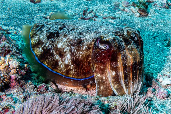 Pharaoh Cuttlefish - Nusa Lembongan - 14 October 2026 - Dive 2 - Crystal Bay