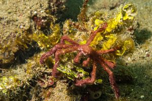 Orangutan Crab