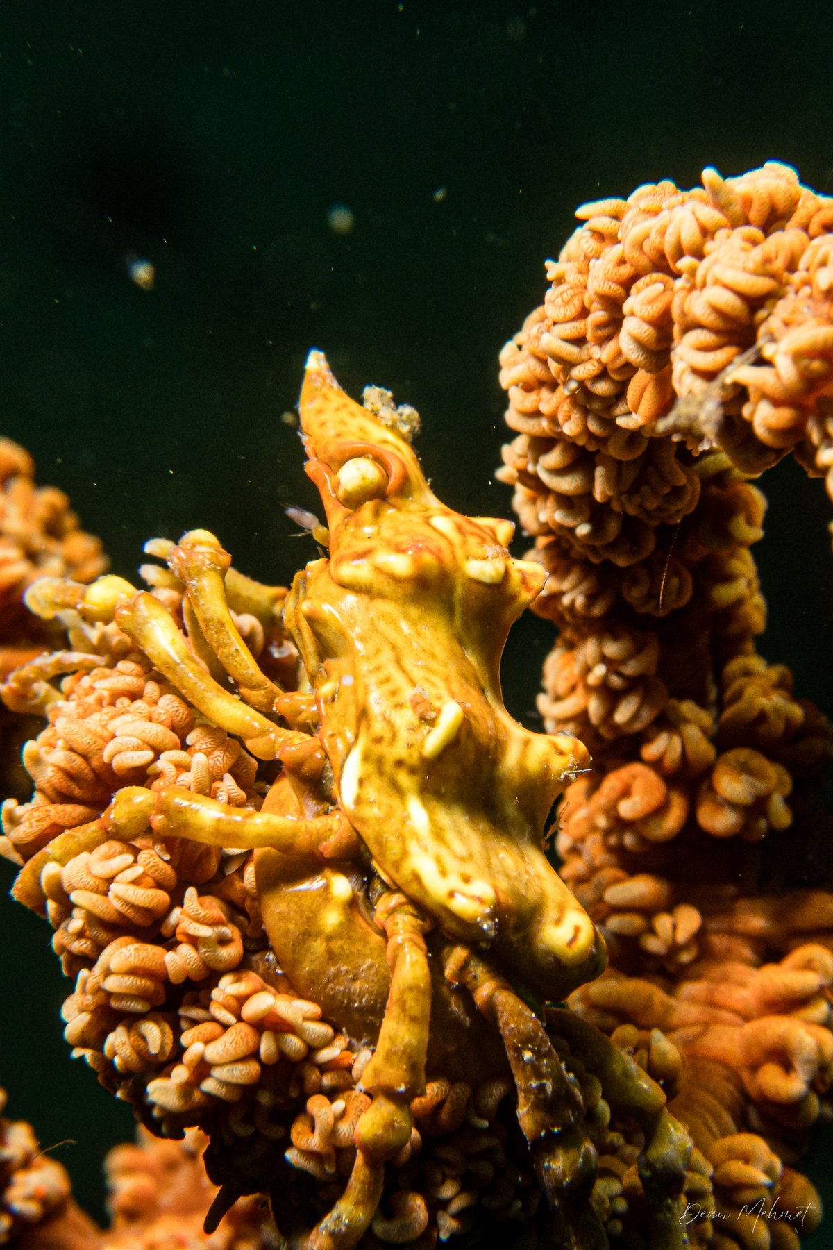 Wire Coral Crab hero image
