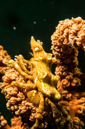 Wire Coral Crab