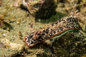 Chromodoris sp.