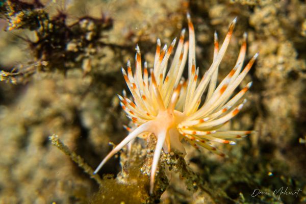 Janolus sp. - Ambon - 15 September 2026 - Dive 1 - Air Manis