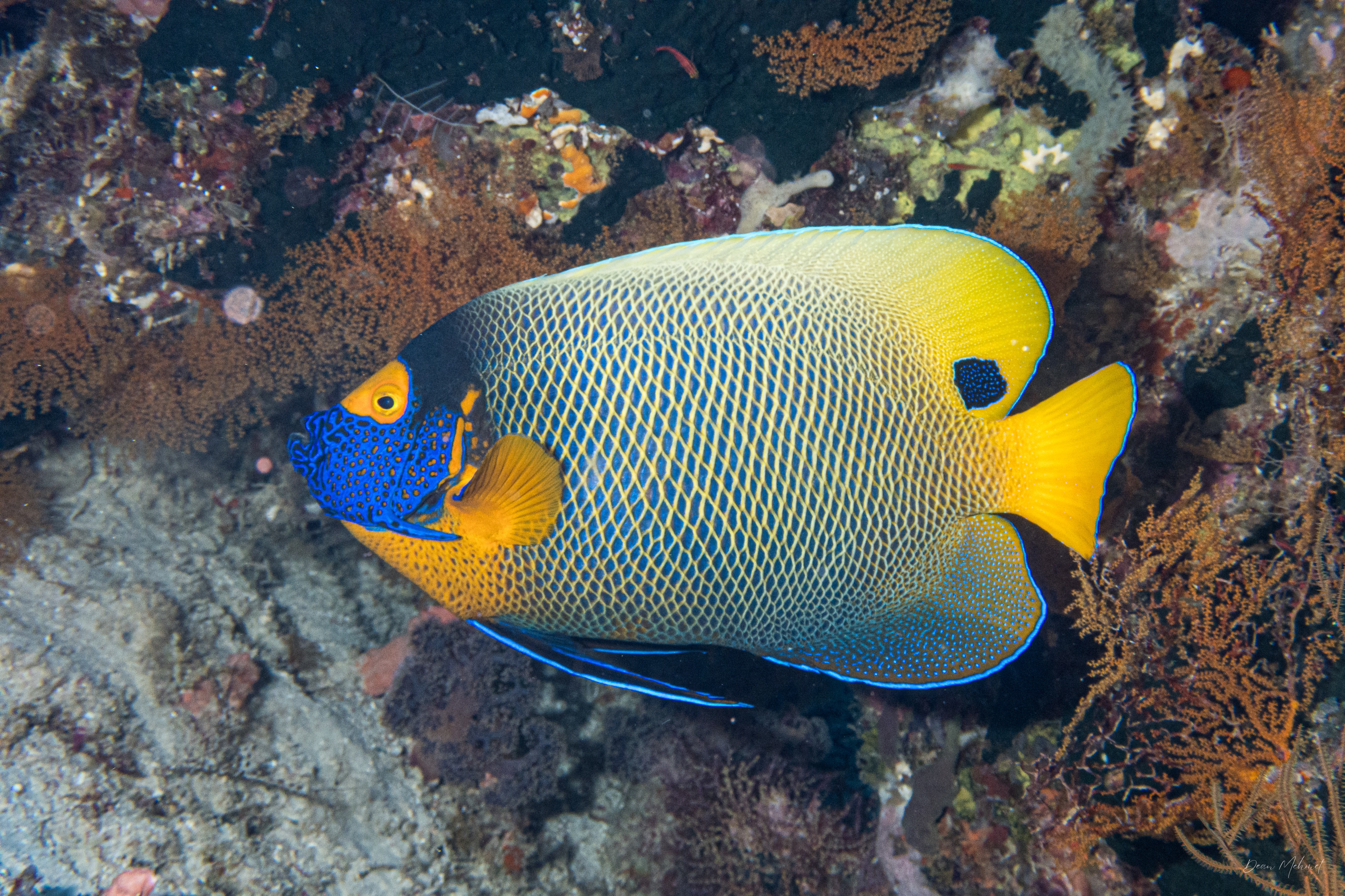 Blueface Angelfish