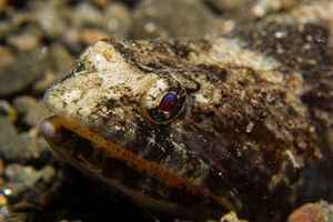 Shorthorn Sculpin