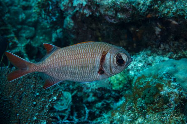 Pearly Soldierfish