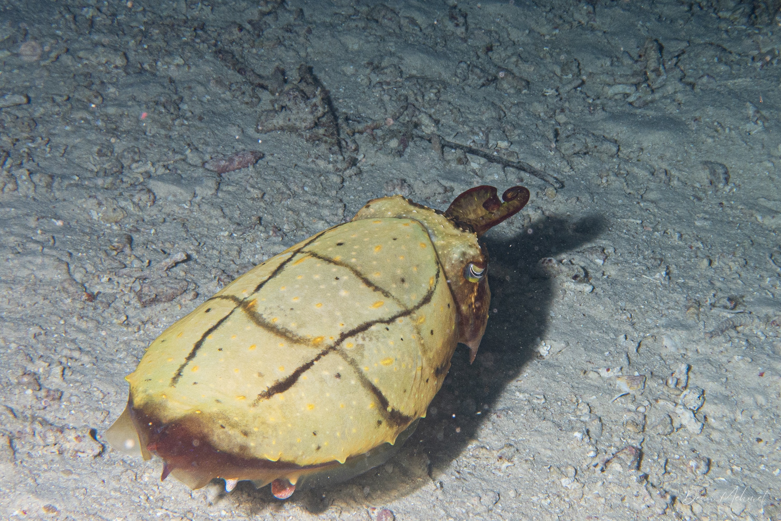 Broadclub Cuttlefish
