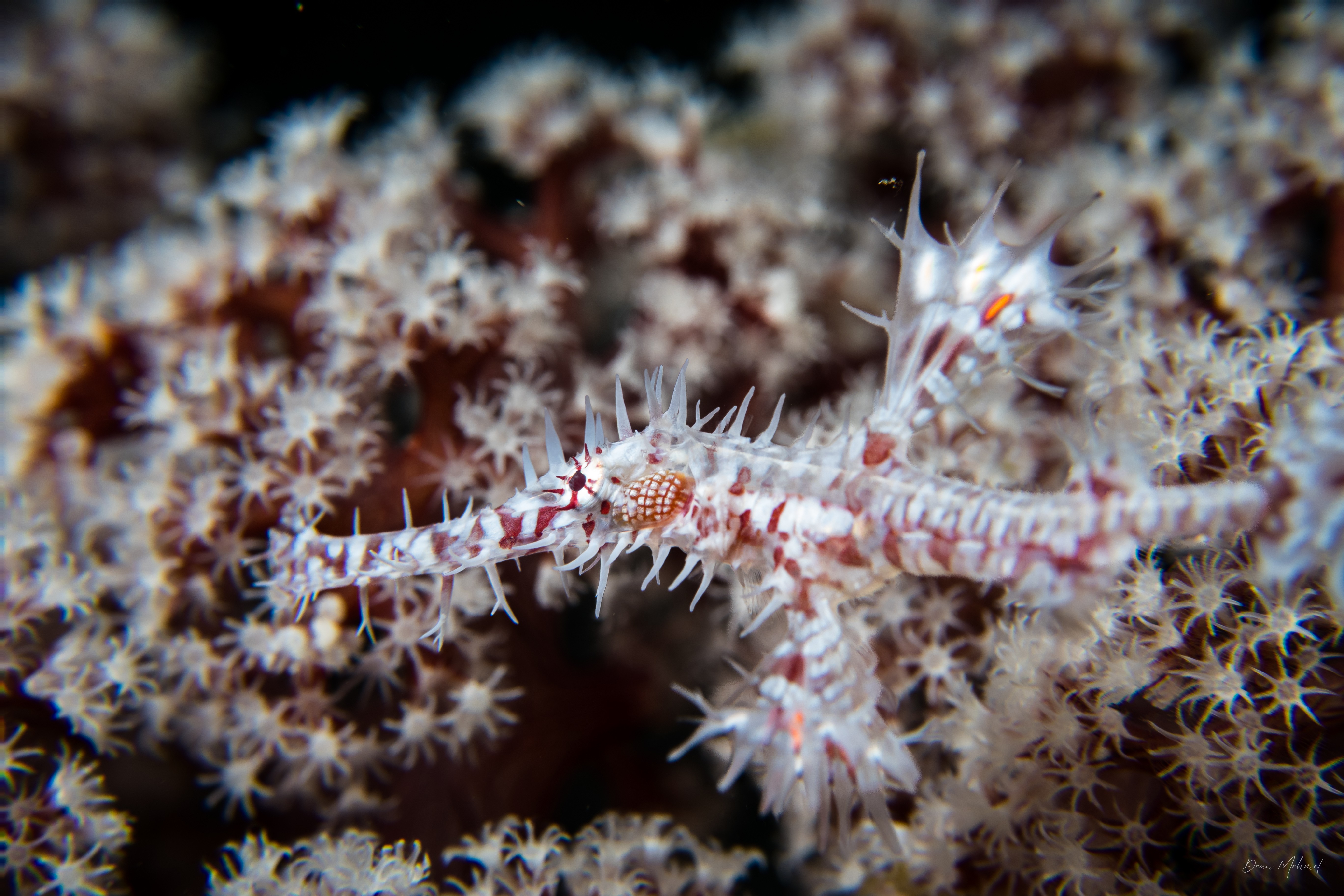 Ornate Ghostpipefish