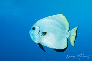 Golden Spadefish