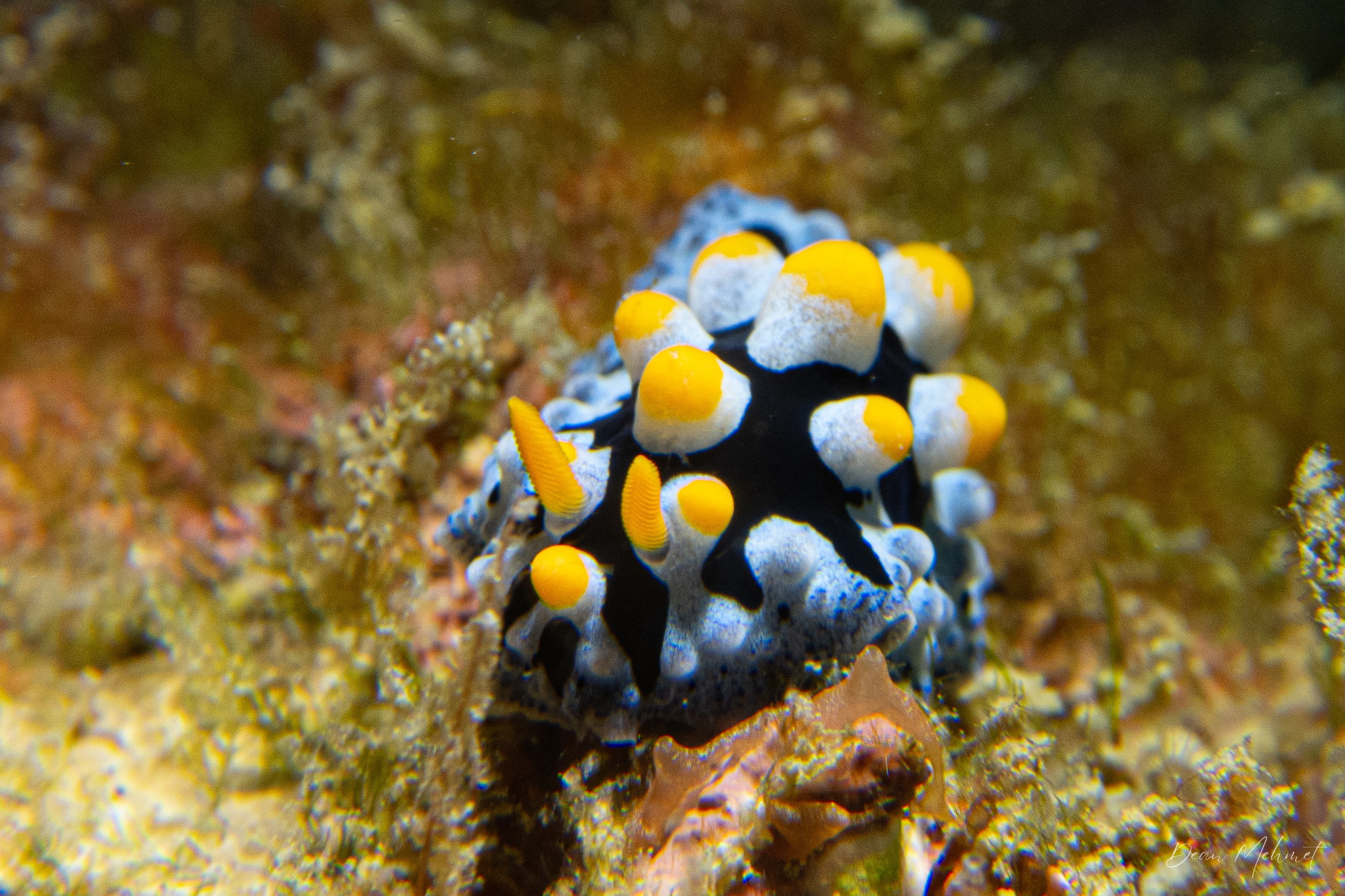 Painted Phyllidia
