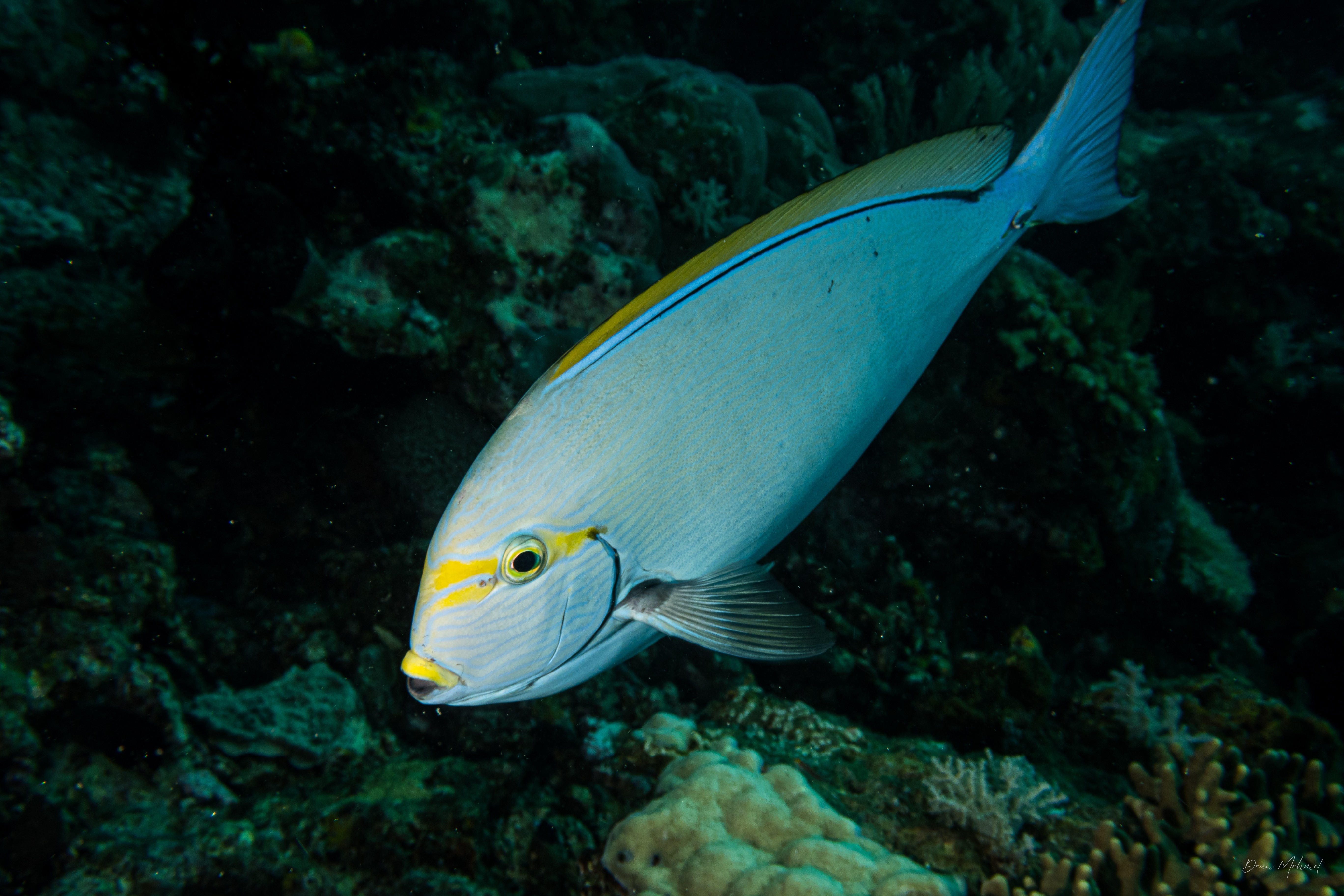 Pale Surgeonfish