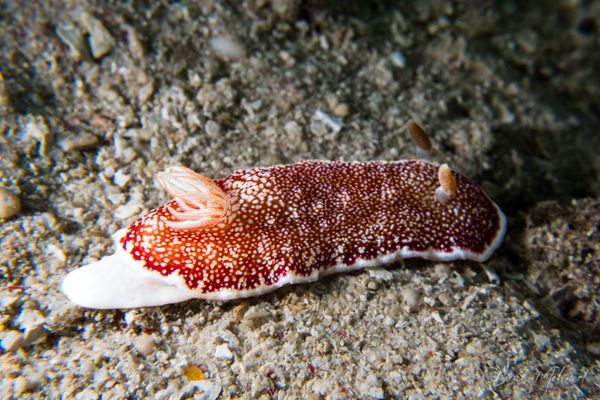 Reticulated Goniobranchus
