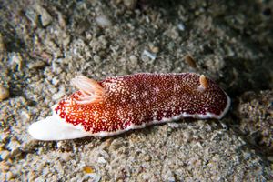 Reticulated Goniobranchus