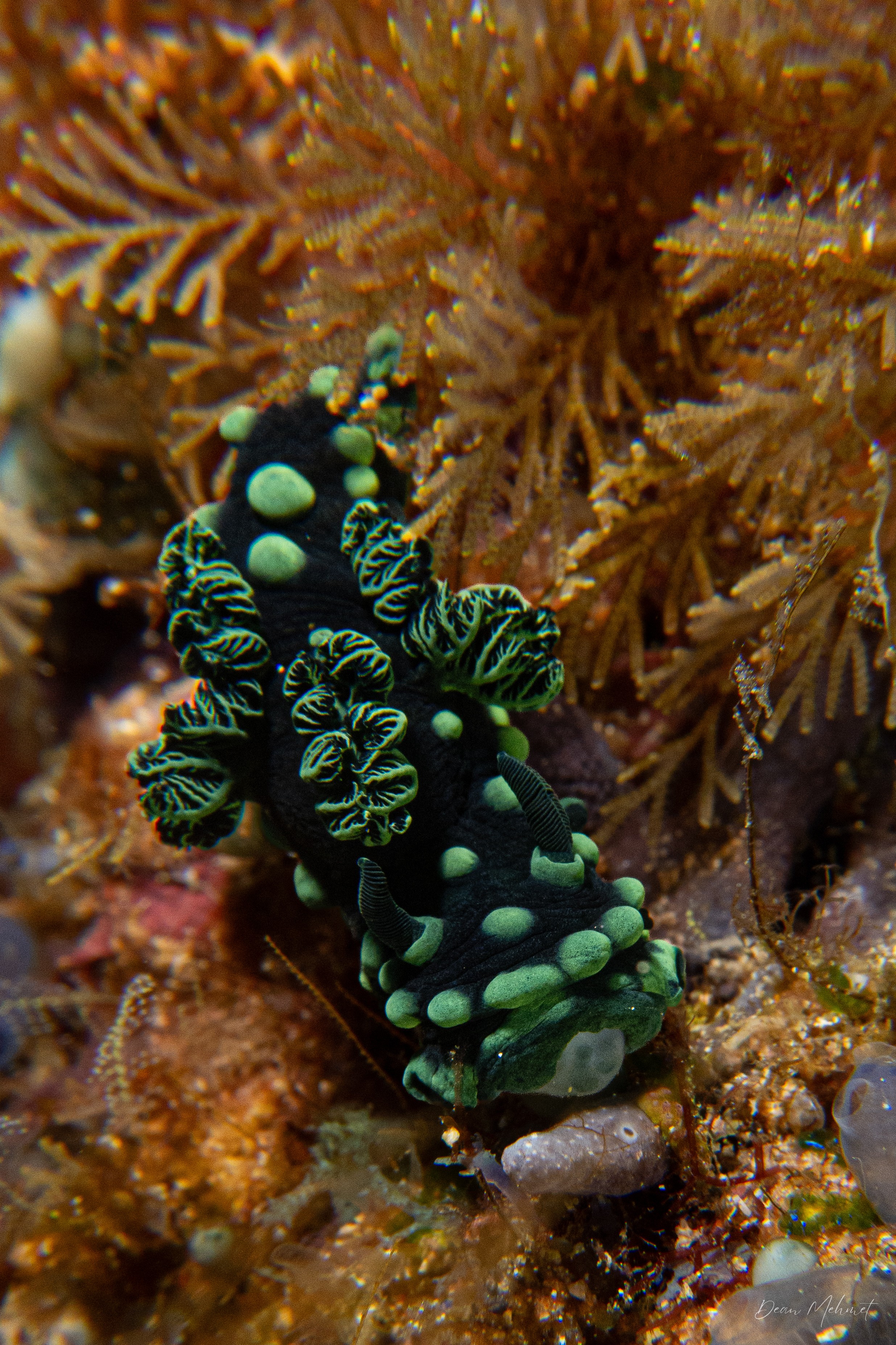 Crested Nembrotha
