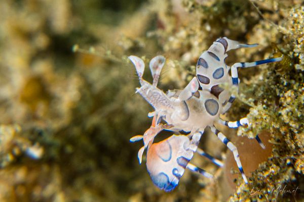 Harlequin Shrimp