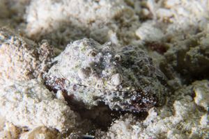 Typical Box Crabs representative species