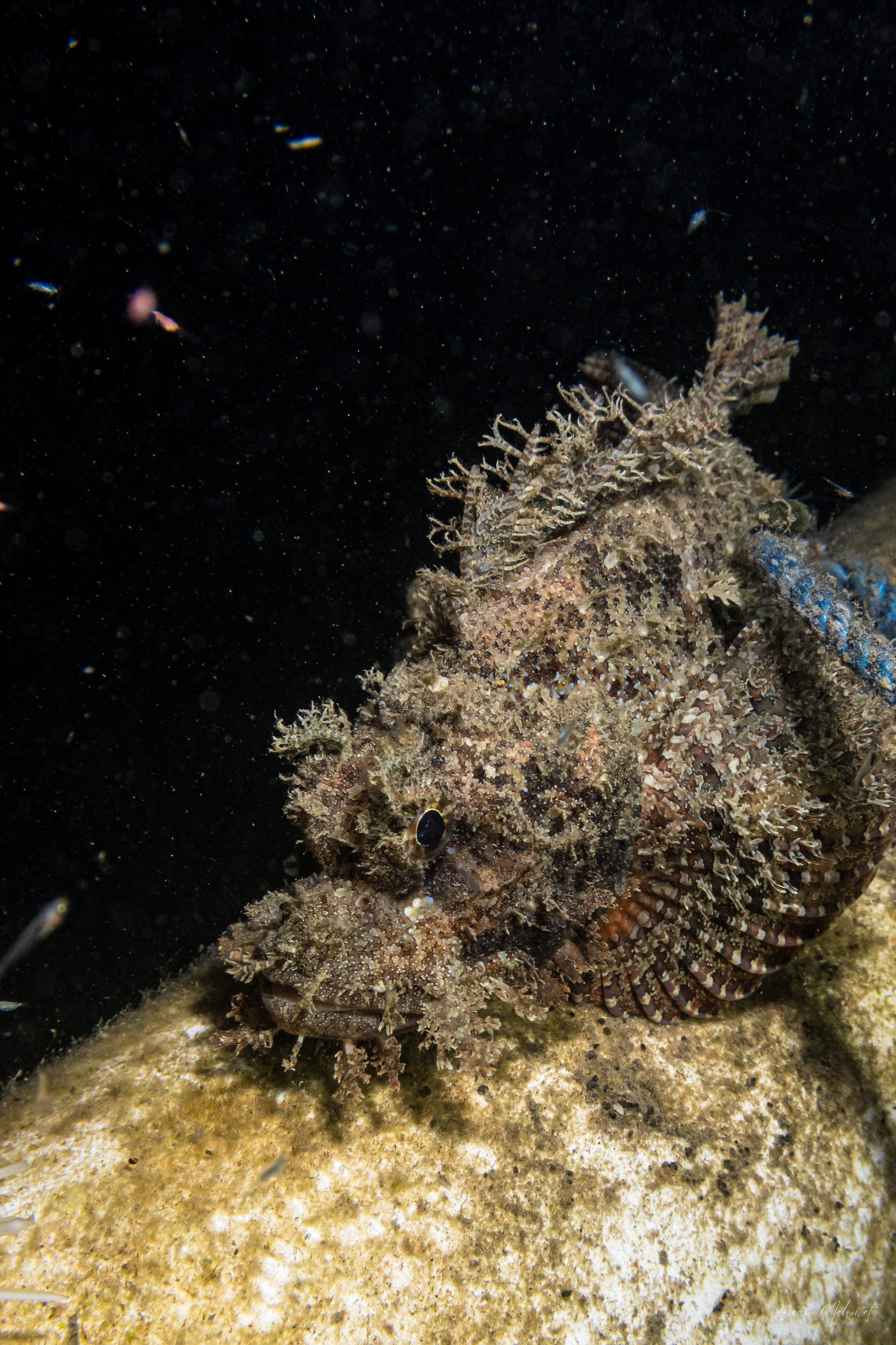 Smallscale Scorpionfish