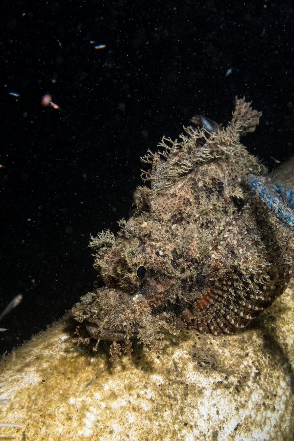 Smallscale Scorpionfish