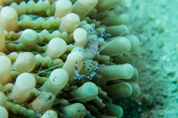 Sarasvati Anemone Shrimp - Pemuteran - 4 October 2026 - Dive 2 - Bio-Wreck