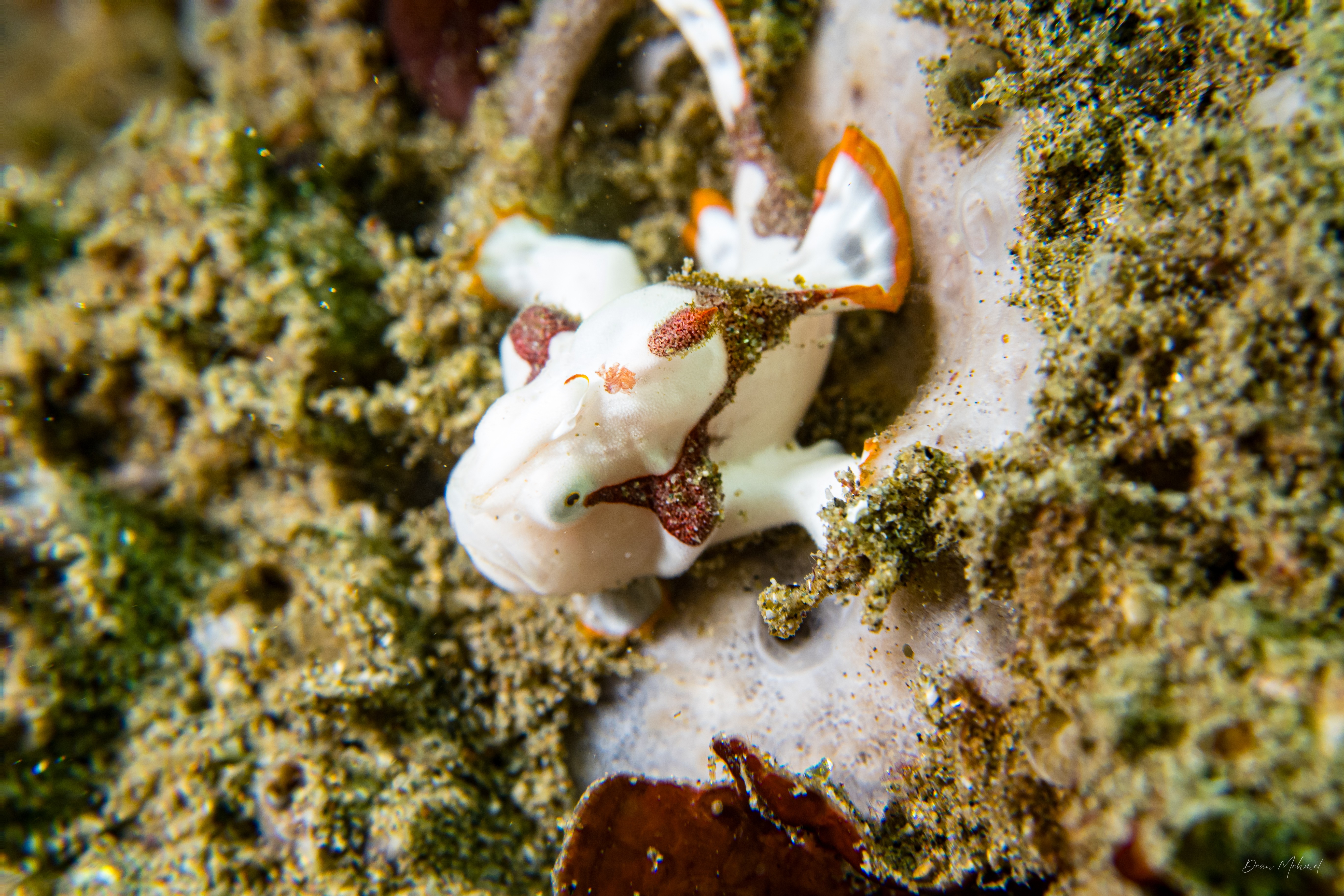 Warty Anglerfish
