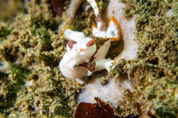 Warty Anglerfish - Photo 28