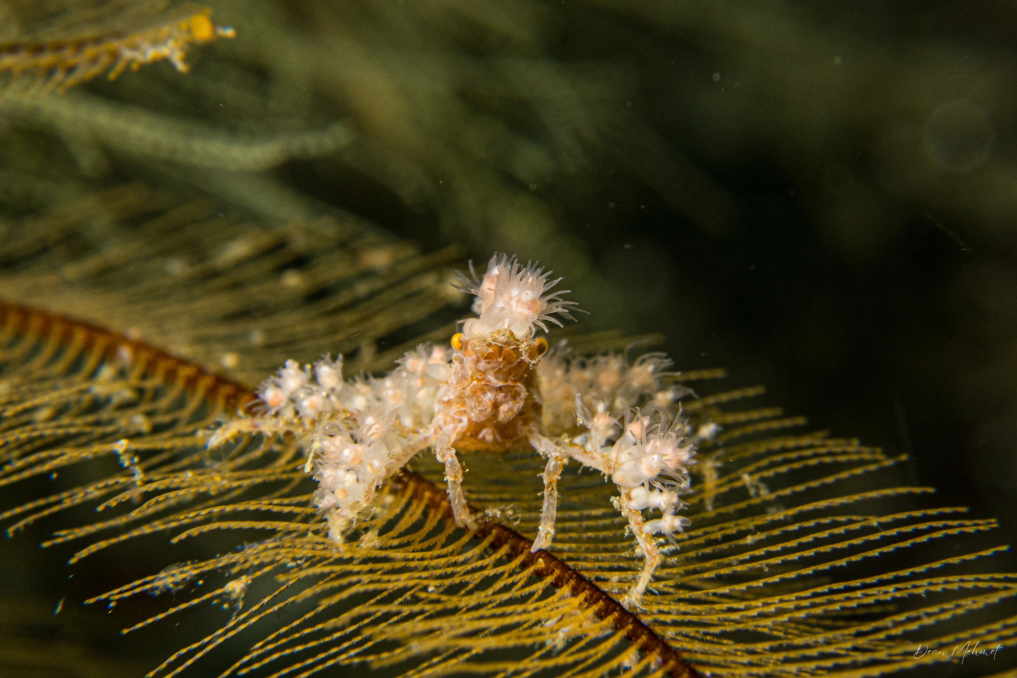 Soft Coral Spider Crab
